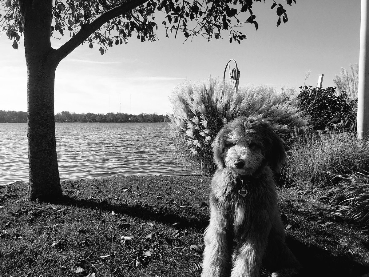 DelpLuke's tweet photo. RT if my dog is cuter than you https://t.co/fecp53j1gj