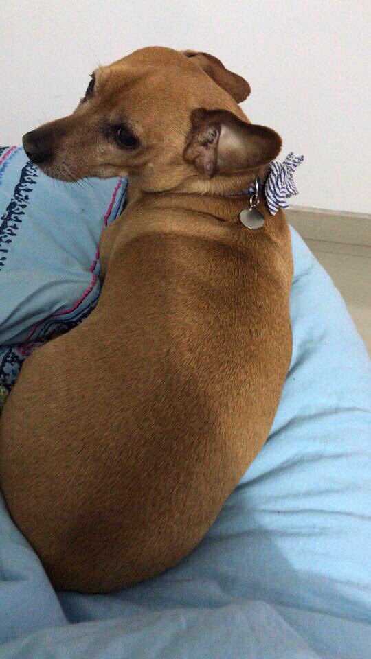 Juanjaramilloe's tweet photo. Bebés, no importa de donde sean, Porfa ayúdenme a darle RT a esto para encontrar el perrito de mi mejor amigo que se perdió en FALAN TOLIMA

Contactarse con @santialarcon si lo encuentran, se llama MAX ¡muchas gracias! ( si tienen familiares o amigos allá, coméntenles Porfa)🙏🏻 https://t.co/wIrwWSlNng