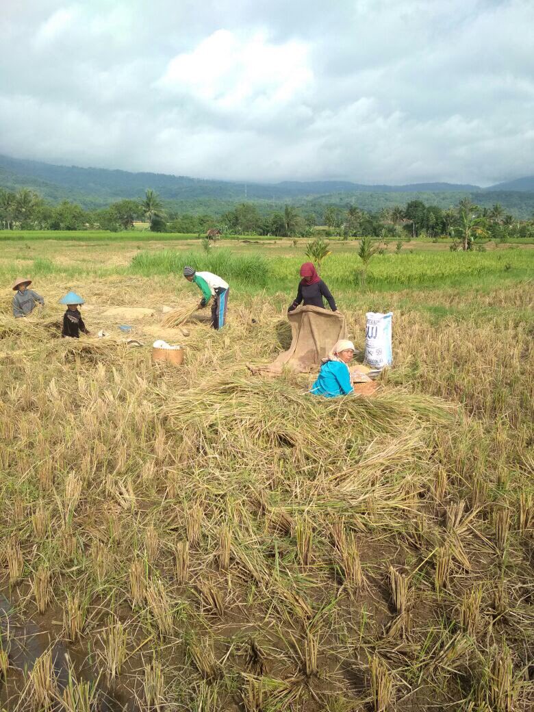 DirektoratAkabi's tweet photo. #PanenHariIni Klp tani pamekar ds. Pakemitan kidul kec. Ciawi Tasikmalaya seluas 37 ha, var. Mekongga provitas 70,1 kw/ha #SwasembadaPangan #kerja3ersama 
@kementan @Ditjen_TP_News https://t.co/SoQEVtijnN