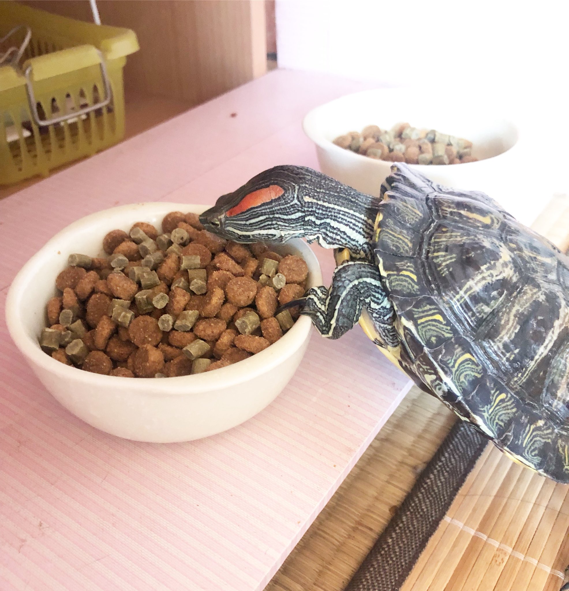 かめおくん それは猫の餌だから食べちゃだめだよ 亀 ミドリガメ アカミミガメ 爬虫類 Turtle 水槽 アクアリウム Redearedslider かめおくん それは猫の餌だから食べちゃだめだよ 亀 ミドリガメ アカミミガメ 爬虫類 Turtle 水槽 アクアリウム Redearedslider