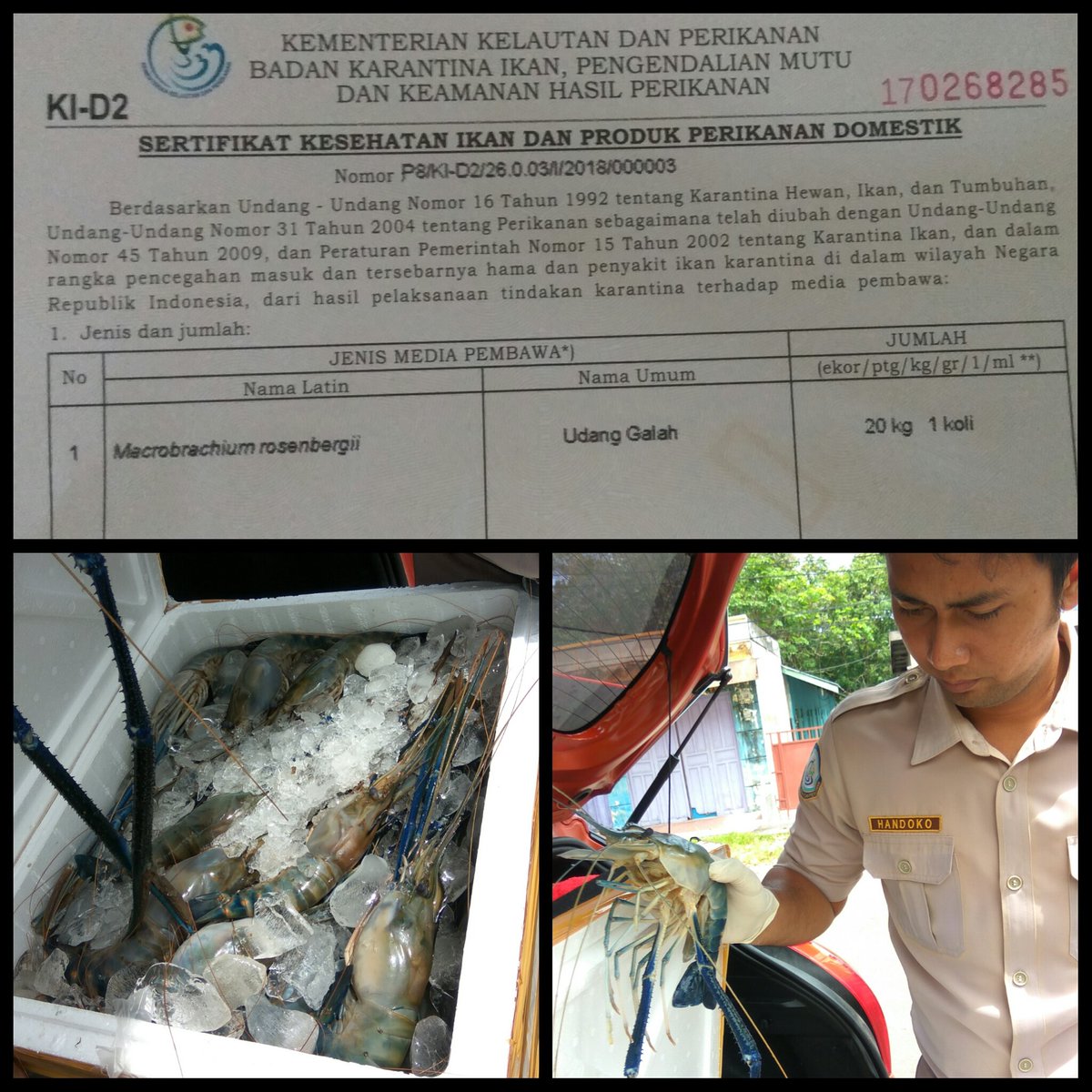 BKIPM_Sampit's tweet photo. 02/01 #OneHealthKIPM, Pelayanan Domestik Keluar @KIPM_Sampit Pemeriksaan dan Pengecekan Udang Galah 20 kg 1 koli @HumasBKIPM https://t.co/VUMBHwwUdL