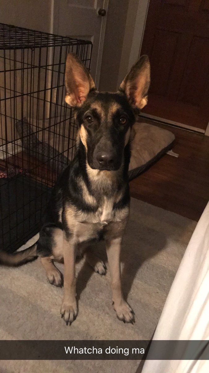 NorthrnSouthrn's tweet photo. Well let’s see here, in the couple months I spent away from Twitter, my GSD pup became a big girl, and I became two horses richer (but more money poor) https://t.co/7zKTcHTgWT