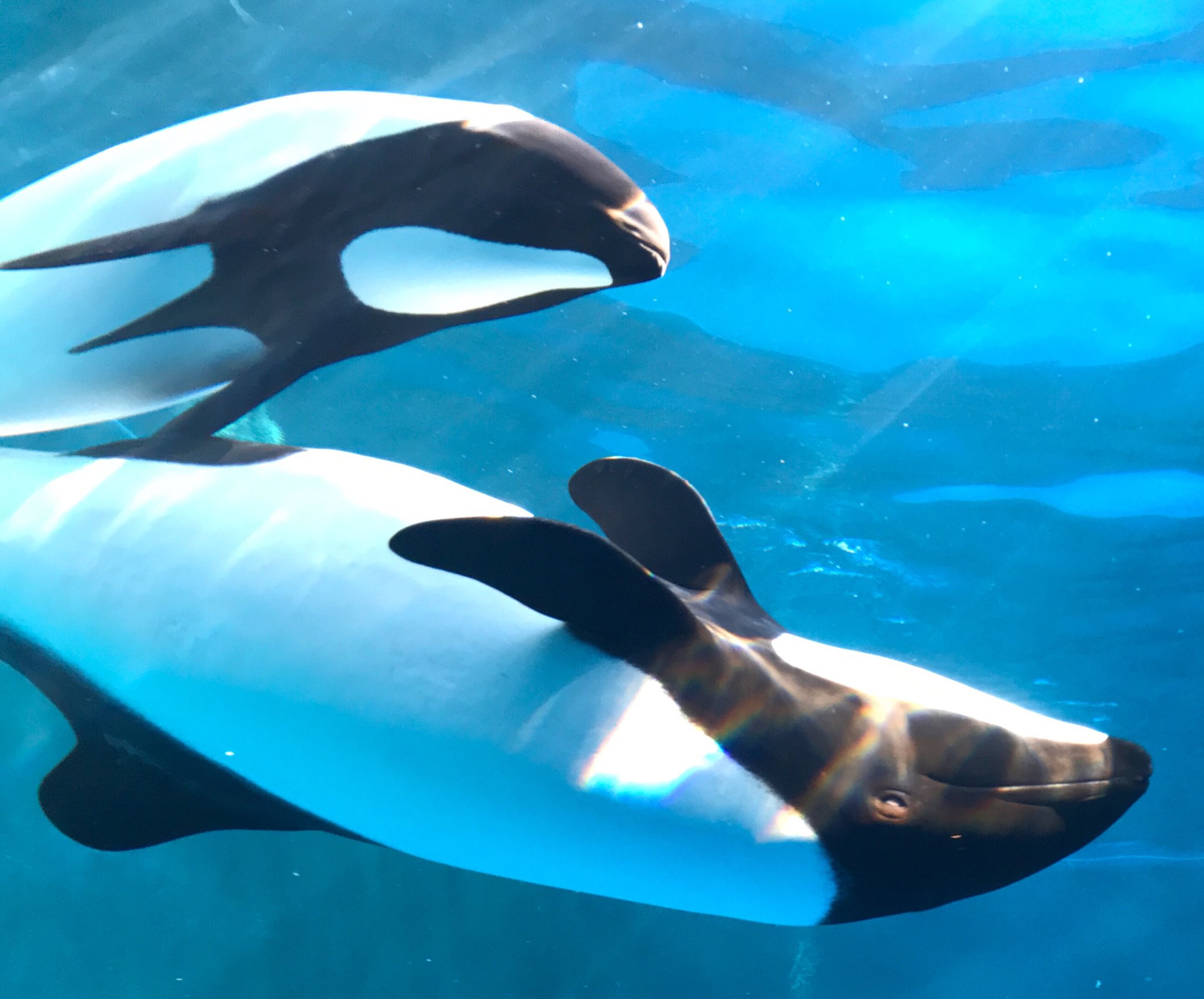 仙台うみの杜水族館 イロワケイルカ T Co Hw7lyvopym 写真館 Kazunorikotoba