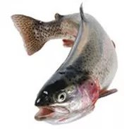 SmokeOvens's tweet photo. Our range of FISH PROCESSING MACHINERY includes smoke ovens used for hot smoking trout and other fish species. Order at https://t.co/SAex5SwghF #fishprocessing #smokingovens #commercialkitchens #bestprices #australiawide #custommanufactured #coldsmoking #catering #restaurants https://t.co/DP2lyi6HoH