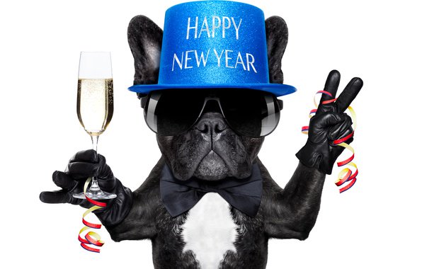 YummyHound's tweet image. It's 2018 &amp;amp; we're already back at work here at @UrbanPawsuk HQ, but we're loving it! Wishing you and your pets a wonderful year ahead!

#theanimalagency #petmodels #petmodelling #dog #cats #pets #happynewyear #animalcasting #animaltalent #trainedanimals #animalmodel #animalactors