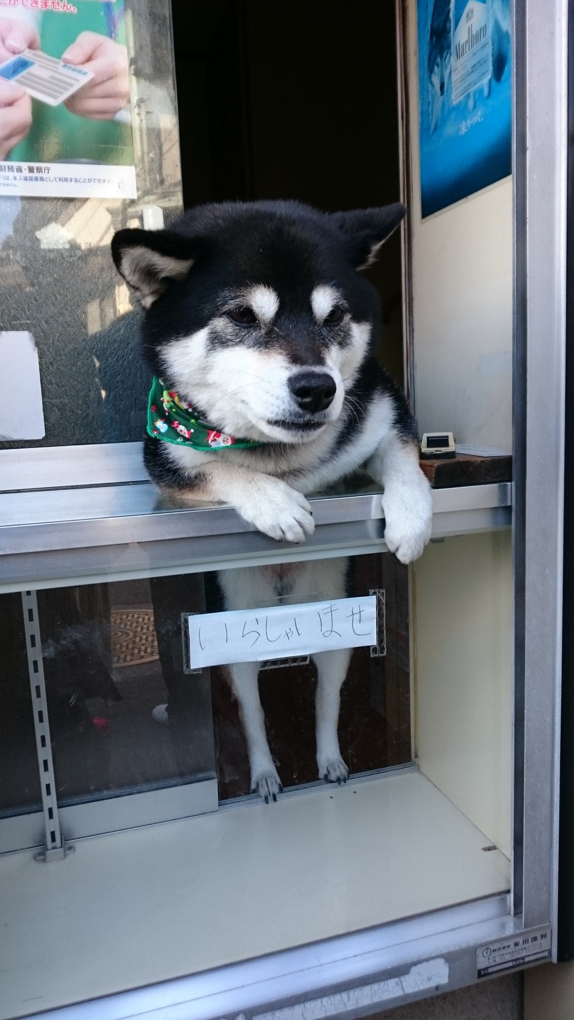 だんじり茶屋 堀のタバコ屋の犬めっちゃ可愛かった ナイス戌年 笑 久保の皆さん 堀の皆さん 千原の皆さん ビールなどありがとうございました T Co Uj0esgde10 Twitter