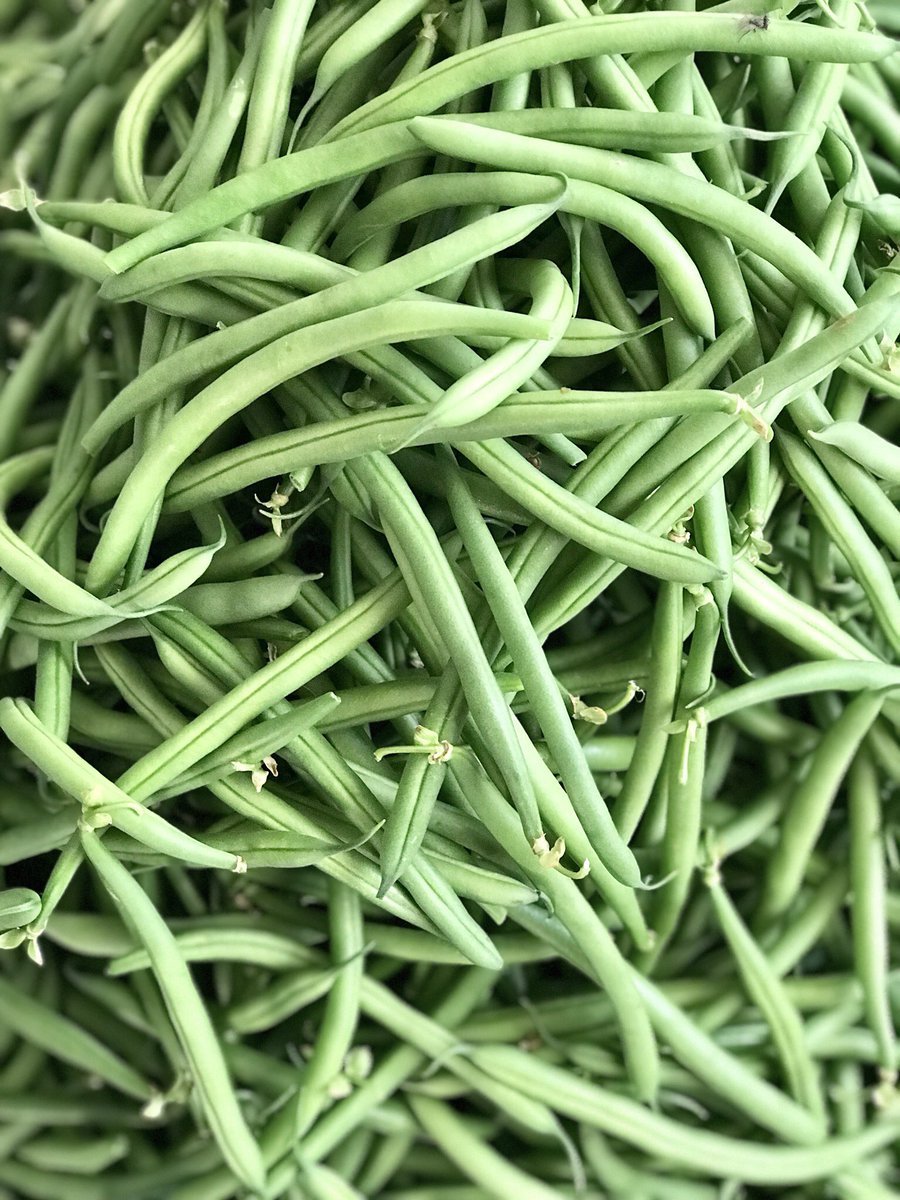 parvathimenon's tweet photo. New year begins with a #FreshHarvest of #HaricotBeans. Vegetable prices stay dynamic so we’ve designed multiple market channels: direct from #FarmToTable &amp; urban wholesale hubs. Multi crops + multi channels helps balance volume &amp; cash flow #agribusiness #horticulture #sustainable https://t.co/Q0dtXdyINp