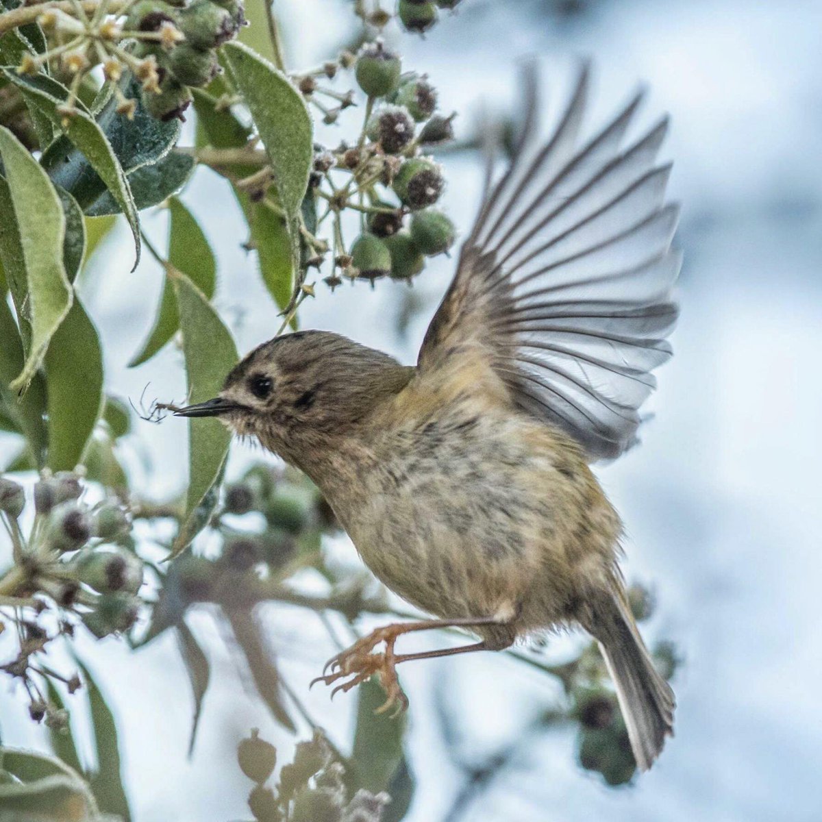 CountryfileMag's tweet photo. Photo of the Day is back for 2018 with this lovely image by David Lister - can you name the species? 

If you have a countryside, wildlife or outdoor themed image you'd like to share, please email photos@countryfile.com or tag us on social media using #Photooftheday. https://t.co/naKwhSTiJl