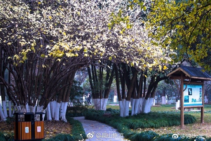 Kunshan_China's tweet photo. Bright wintersweet flowers at #Tinglin Park add a sense of warmth and color to the cold winter in Kunshan https://t.co/wpxKO0Z10Q
