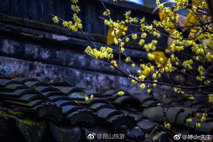 Kunshan_China's tweet photo. Bright wintersweet flowers at #Tinglin Park add a sense of warmth and color to the cold winter in Kunshan https://t.co/wpxKO0Z10Q