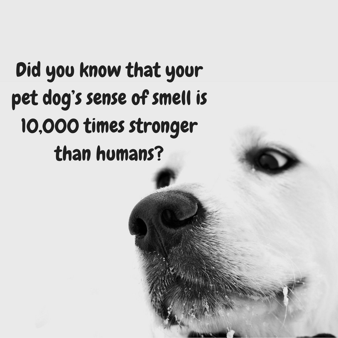 PocketsModa's tweet photo. A dog’s sense of smell is legendary, but did you know that your pet dog's sense of smell is 10,000 times stonger than humans?
For more updates like this Follow us.
#dog #dogs #puppy #pup #cute #eyes #instagood #dogs_of_instagram #pet #pets #animal #animals https://t.co/O00RN7B1Pc