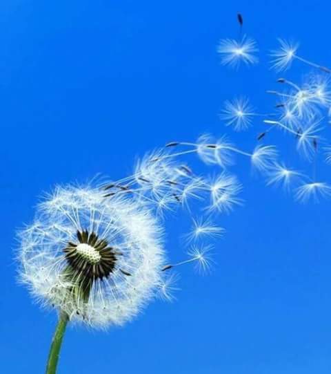 ELENHFLAMPOURH's tweet image. Καλημέρα καλή Τρίτη!!!