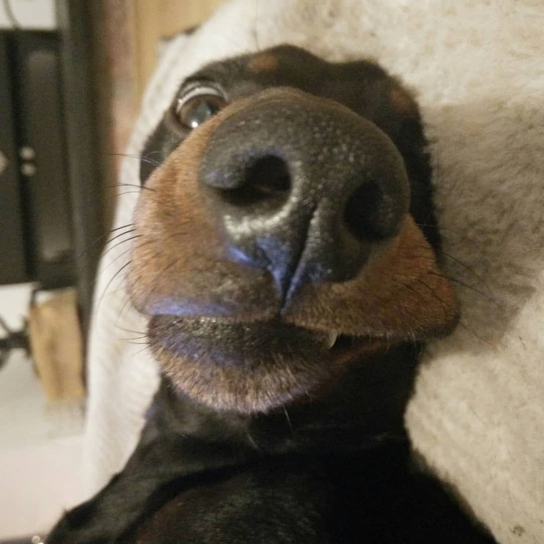 SethBows's tweet photo. Urgh, this is my 2nd Jan alarm face.. Back go work, please say it isn't so! I'm too cosy to move.. #backtowork #TuesdaySelfie #TuesdayMotivation #cantgetup #notowork #holidaysforever #dog #dachshund #sausagedog #BackToBed #dontmakemego https://t.co/E6usTgvXA0