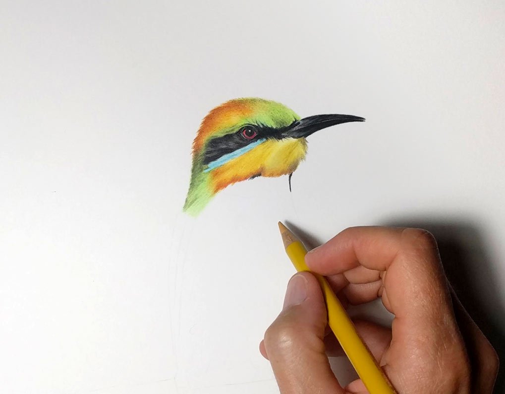 Rachel Hollis On Twitter Rainbow Bee Eaters Are Another Of