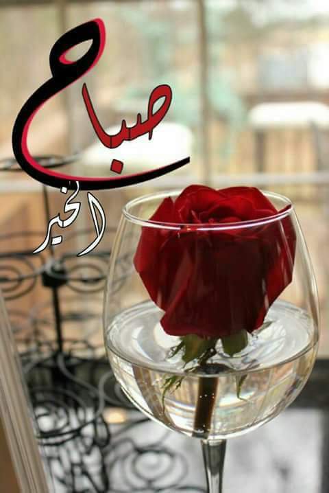 أهديت له ورد من النبض ماجف
عطر الغلا منثور باقصى الحنايا

يطول عمر القلب والشوق ماخف
بعض الأوادم في حياتي هدايا ♥
صباح الورد 🌸🌸