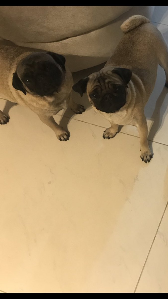 DJIgorCamargo's tweet photo. Para a viajem estar perfeita, só falatava estar perto dessas duas pulguinhas. #fionaedunga https://t.co/qFA9dedA3G