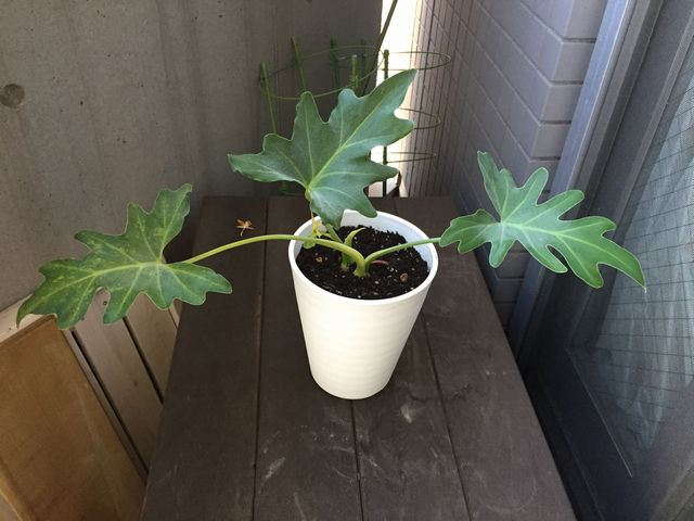 ゆーちゃんねる植物男子 セロームの植え替えでした T Co Jalwn5vuhr ガーデニング セローム クッカバラ