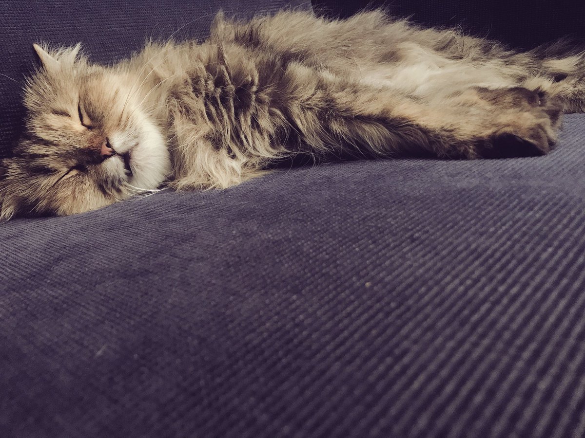 Emanzii's tweet photo. My baby just turned 8! #stilltiny https://t.co/5kZWuYVsox