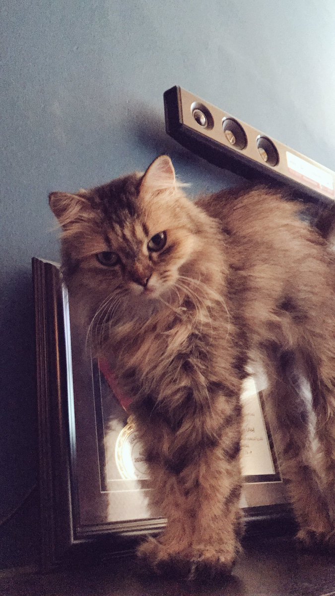 Emanzii's tweet photo. My baby just turned 8! #stilltiny https://t.co/5kZWuYVsox
