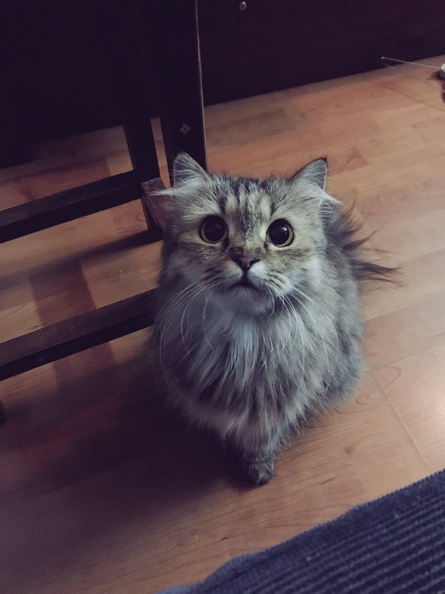 Emanzii's tweet photo. My baby just turned 8! #stilltiny https://t.co/5kZWuYVsox