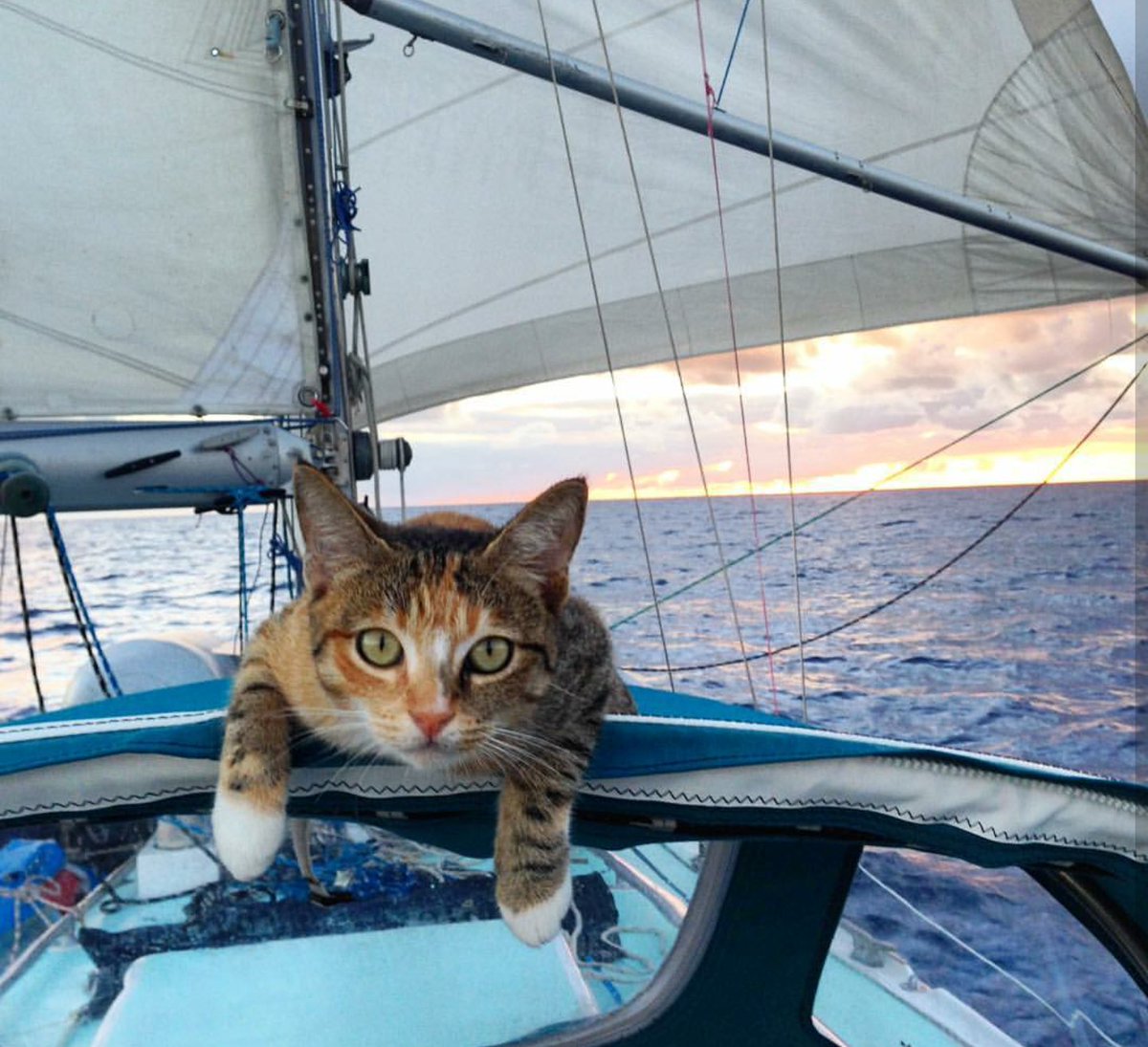 manyapan's tweet photo. How sad to learn that Amelia the Tropicat, Instagrams coolest cat that sailed around the world for over 4 yrs with Liz Clark, has passed away due to a dog attack today. RIP brave kitty! #captainlizclark #tropicat https://t.co/QNevPMtH3r