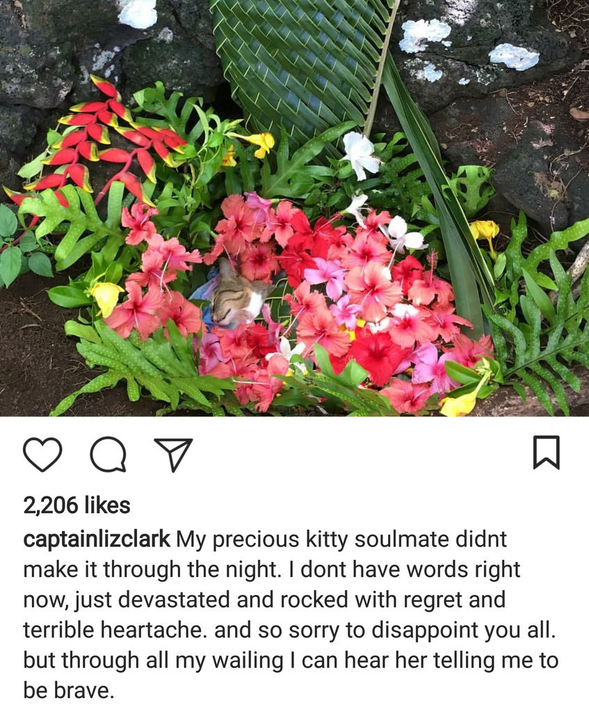 manyapan's tweet photo. How sad to learn that Amelia the Tropicat, Instagrams coolest cat that sailed around the world for over 4 yrs with Liz Clark, has passed away due to a dog attack today. RIP brave kitty! #captainlizclark #tropicat https://t.co/QNevPMtH3r