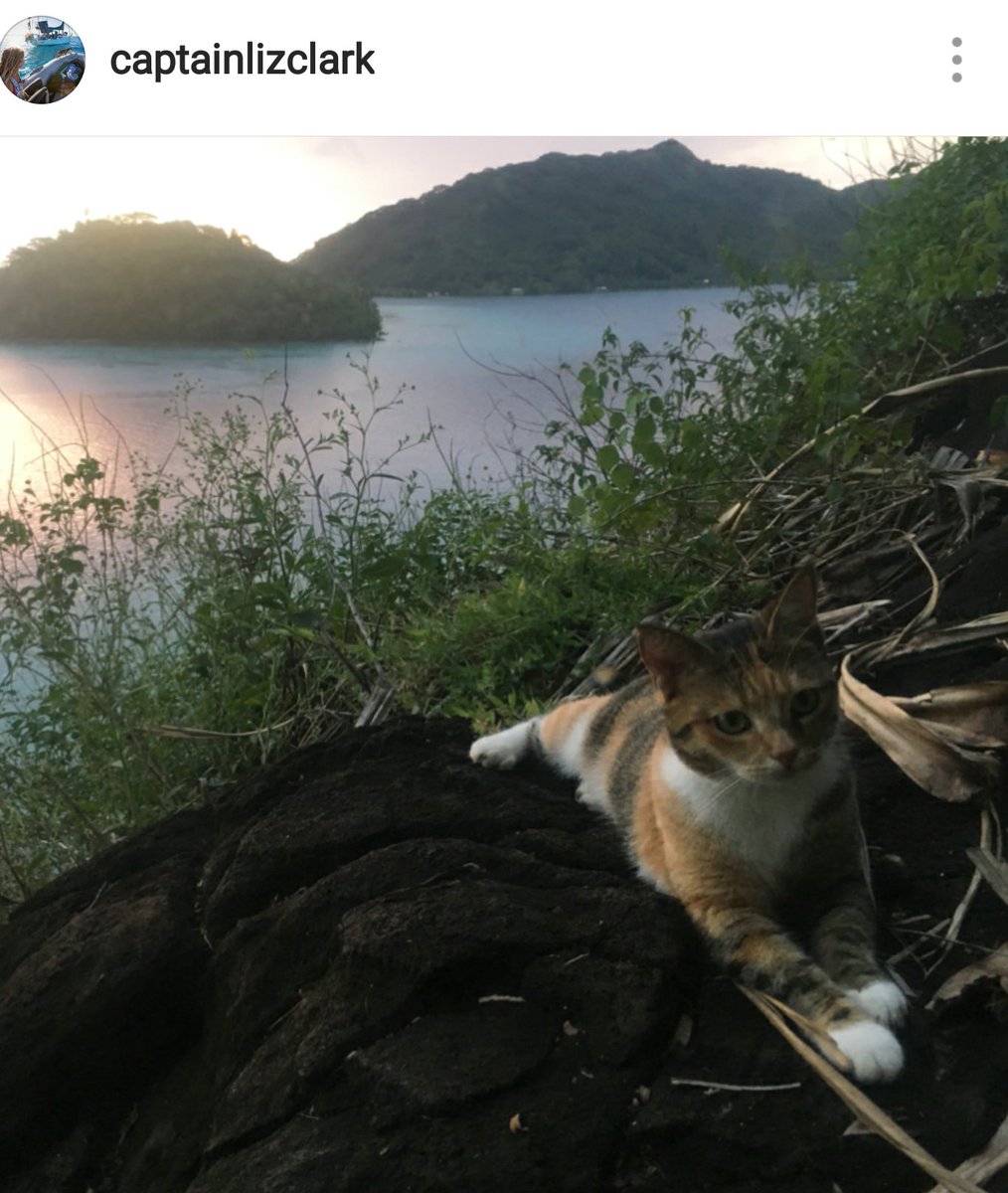 manyapan's tweet photo. How sad to learn that Amelia the Tropicat, Instagrams coolest cat that sailed around the world for over 4 yrs with Liz Clark, has passed away due to a dog attack today. RIP brave kitty! #captainlizclark #tropicat https://t.co/QNevPMtH3r