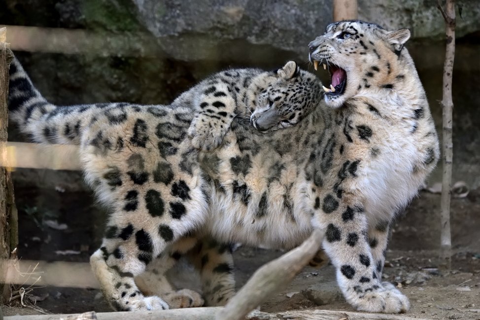 Tweet 多摩動物公園のユキヒョウのフクちゃんがかわいい Naver まとめ