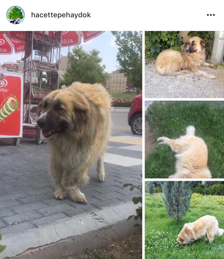 ANKARA / YASAMKENT 
BOBO KAYIP❗️
➖DİŞİ / KISIR / KÜPE NO: E 6580 
➖SOL ÖN PATİSİ DIŞA DÖNÜK DURUYOR. 
📞Çigdem Mavili 05300667316 
📞Sibel Hanim 0 (505) 823 84 01 
📞Suna Hanim 0 (532) 267 57 67. BULANA ÖDÜL VERİLECEKTİR!!🐾
#ankara #yasamkent #kayipkopek #sokakhayvanlari