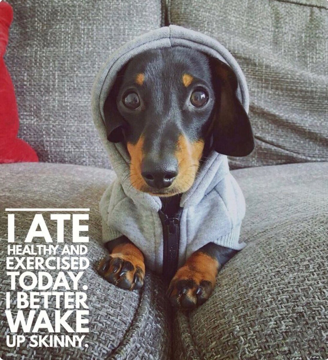 #dog #dogclothes #dogbeds #funnydogs #dogsmemes #indiegames #mobile #cutepets #cuteanimal #food  #funnypets #newyearresolution #hilariousanimals #dogevolution #pigevolution #coolgames #MobileGame