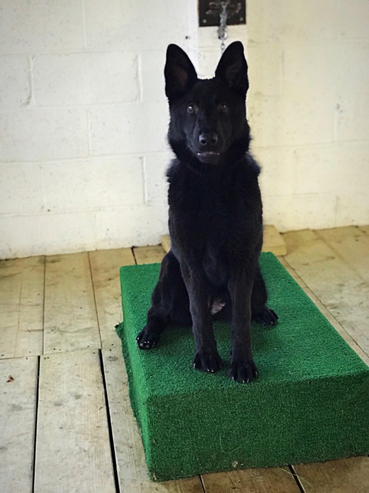 DDR_GUARDDOGS's tweet photo. So proud of my work with the #GermanShepherd. 6 month old #female, strong head and strong drives! #GSD #DDR #ProtectionDog #Breeder | https://t.co/DZcN5QilJu https://t.co/ljGoRn78C9
