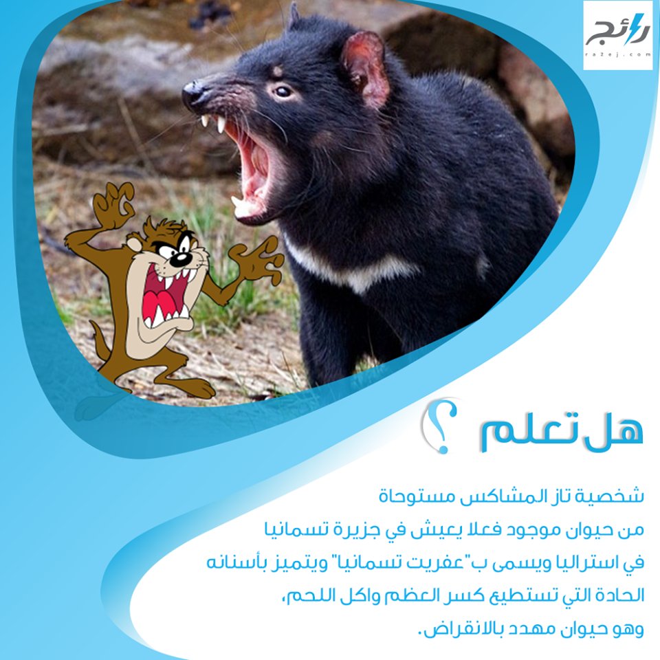 Ra2ej's tweet image. هذا هو الحيوان المستوحى منه شخصية تاز المشاكس وهو حيوان شرس مهدد بالإنقراض😯

#سنه_2018_بكلمتين