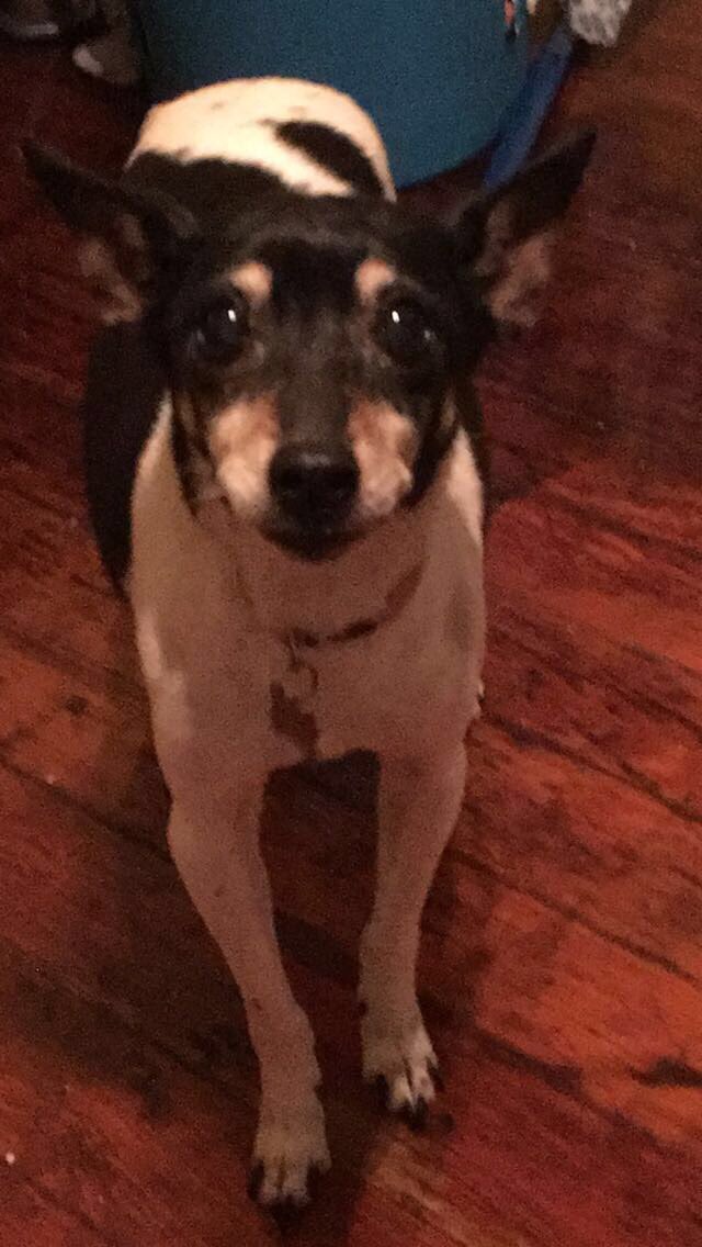 gonzalez1764's tweet photo. To know true love, is to be greeted at the door by a wagging tail and a puppy that just wants to cuddle Diego 2004-11/04/15 Dolly 10/07/09-04/29/17 Libby 05/11/02-01/02/18 https://t.co/ZB3JFRUMX1