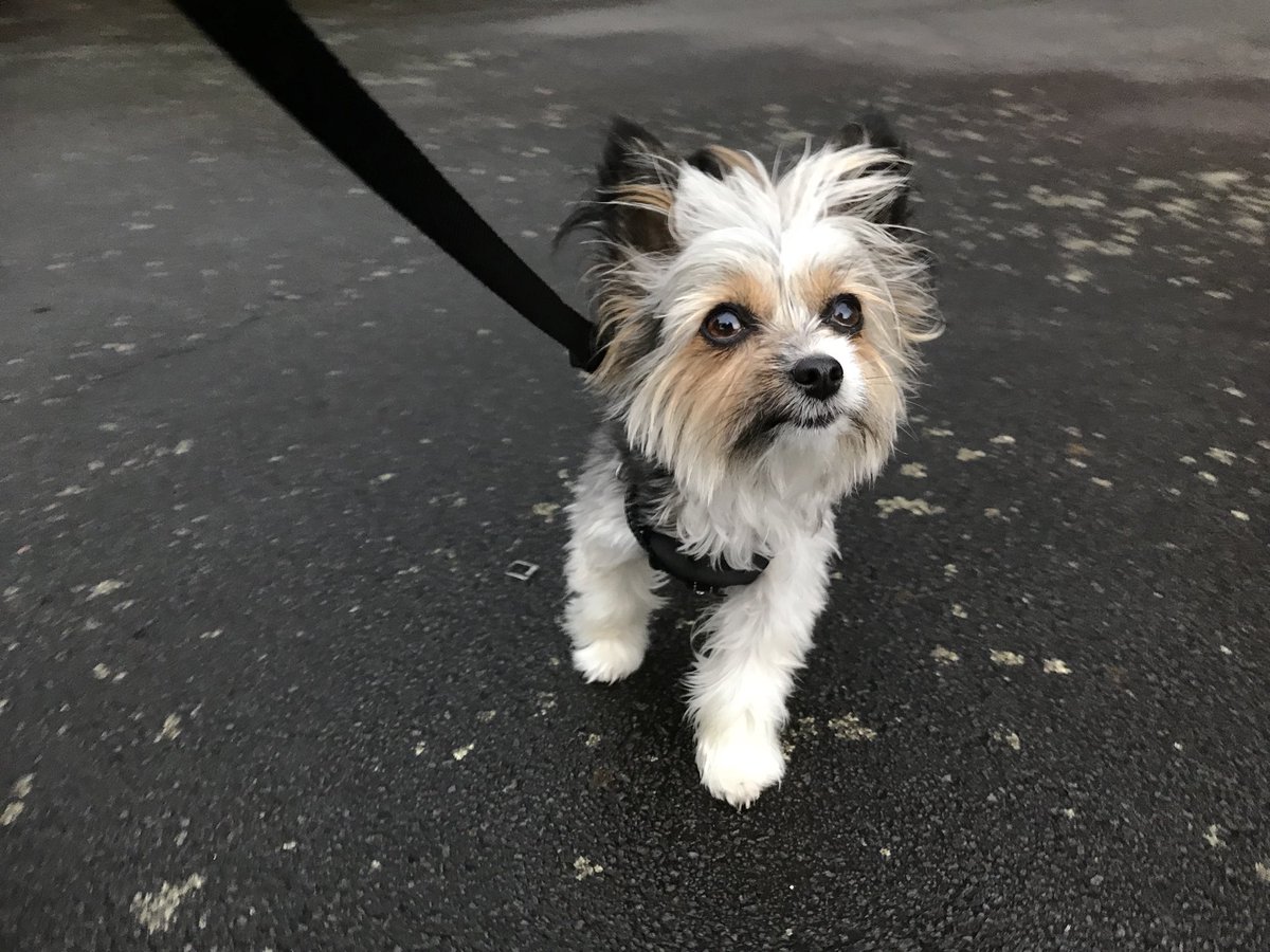 Off for a walk at <a href="/GreatLakeTaupo/">Great Lake Taupo, NZ</a> to find some dog-friendly areas. 🐕