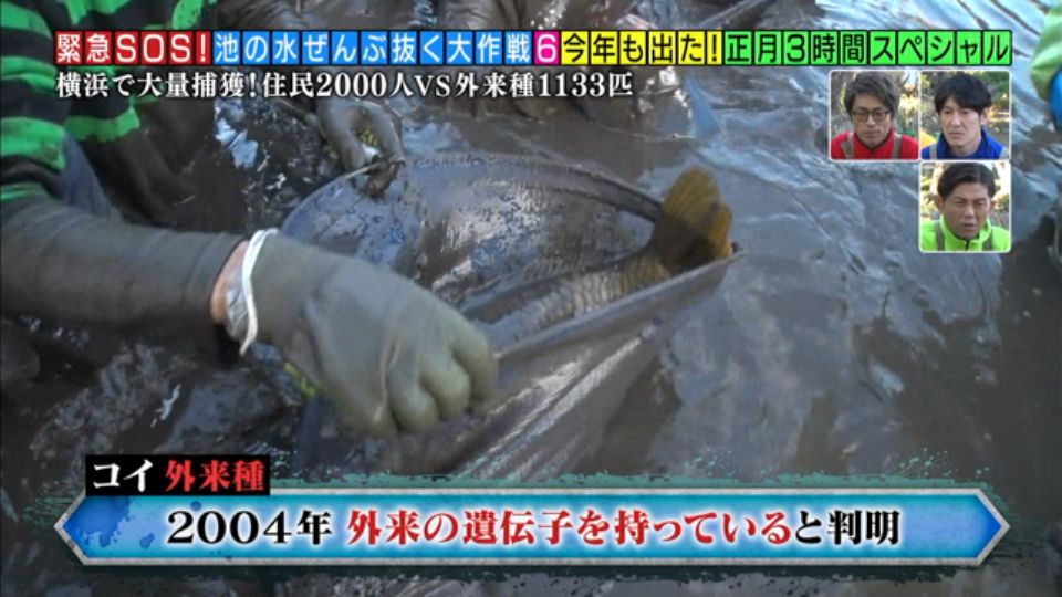 偽ミカワ人 04年時点で琵琶湖の野鯉以外が外来種に 池の水ぜんぶ抜く T Co 640ihkch9v Twitter