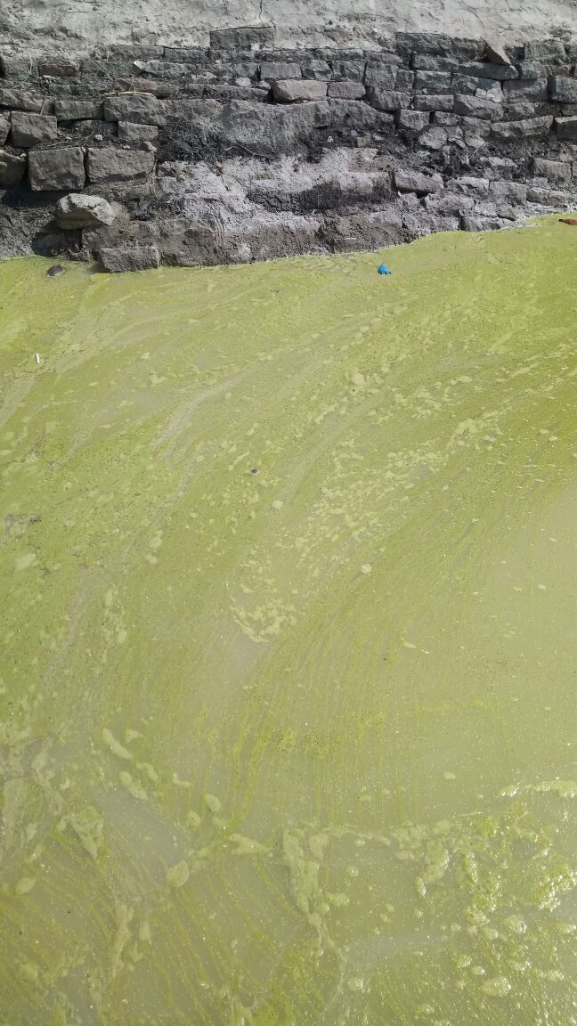 Sekharpuri86's tweet photo. @naralokesh #APWater..Sir please show us the permanent solution for the burning water prblm to my village aspari man kurnool dist joharapuram villag.Hereis the photo of drinking water People are drinking rain water directly from lake.In summer people are going 4 km to get water https://t.co/EFuJDwACox