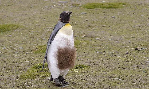 換毛期のペンギンが面白すぎるww仕方ないけど毛の残り方が笑えるww