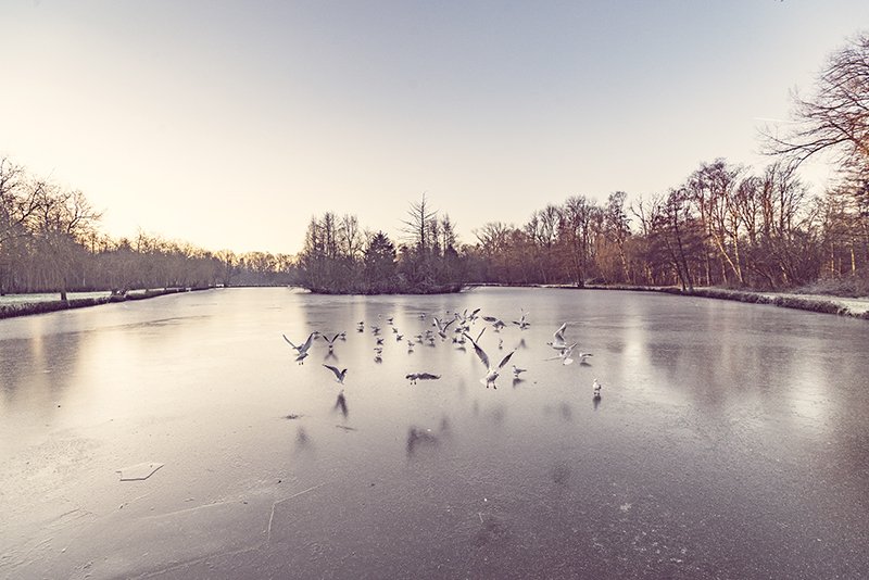 polarpx's tweet image. Gulls hovering over a frozen lake in the morning.
#winter #birds #nature #wildlife #frost landscape #photography #morning #photographer