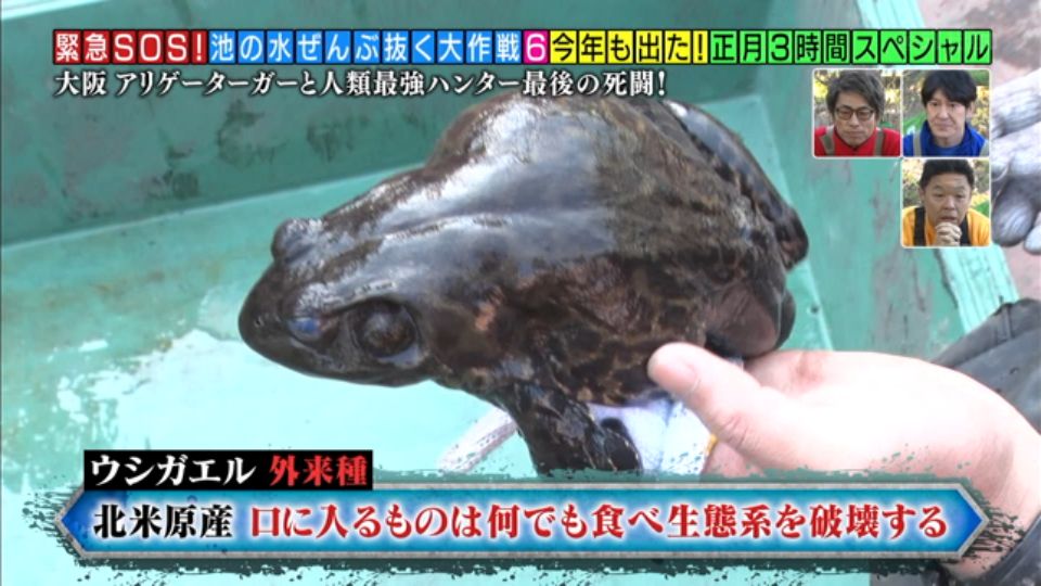 池の水ぜんぶ抜く 正月spでの外来種の描き方に多くの意見が投稿される中 的場浩司さんの一言 あいつら悪者じゃない が突き刺さる 2ページ目 Togetter 池の水ぜんぶ抜く 正月spでの外来種の描き方に多くの意見が投稿される中 的場浩司さんの一言 あいつら悪者じゃない が突き刺さる 2ページ目 Togetter
