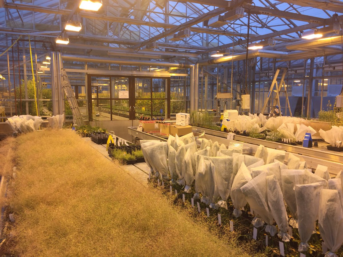 Back at John Innes Research Centre installing high level irrigation. The second of two greenhouses the first was installed before Xmas.