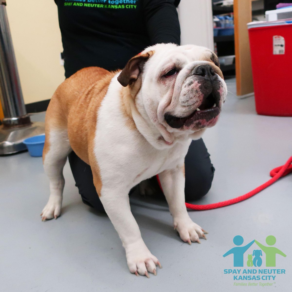 prckcmo's tweet photo. This is Ester. We are the most in love we've ever been. What a sweetie! Now  that she's fixed, no more oops litters for her, less chance of certain cancers, and she pretty much just gets to chill. And you know Ester likes to chill.

#dogs #dogsoftwitter #SNKC #EnglishBulldogs https://t.co/EhUw1r9vmF