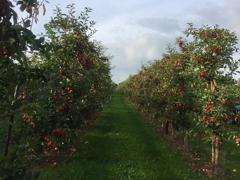 #Climatechange could cause shift in apple production - UK grower discusses bit.ly/2BtHZCy <a href="/AliCapper/">Alison Capper</a>
