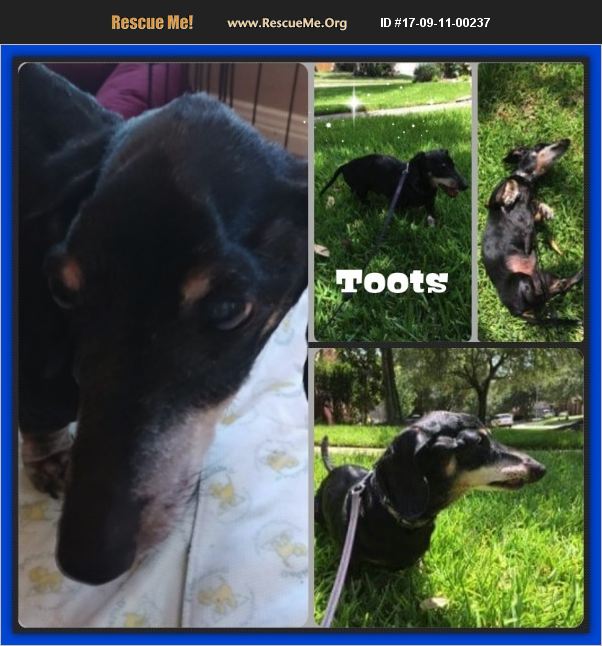 3daxs's tweet photo. TOOTS is a strong alpha boy that is as precious as his name. He is in charge of looking for his new home w/ u https://t.co/5QkNg5fTUB https://t.co/alAncIdAjn