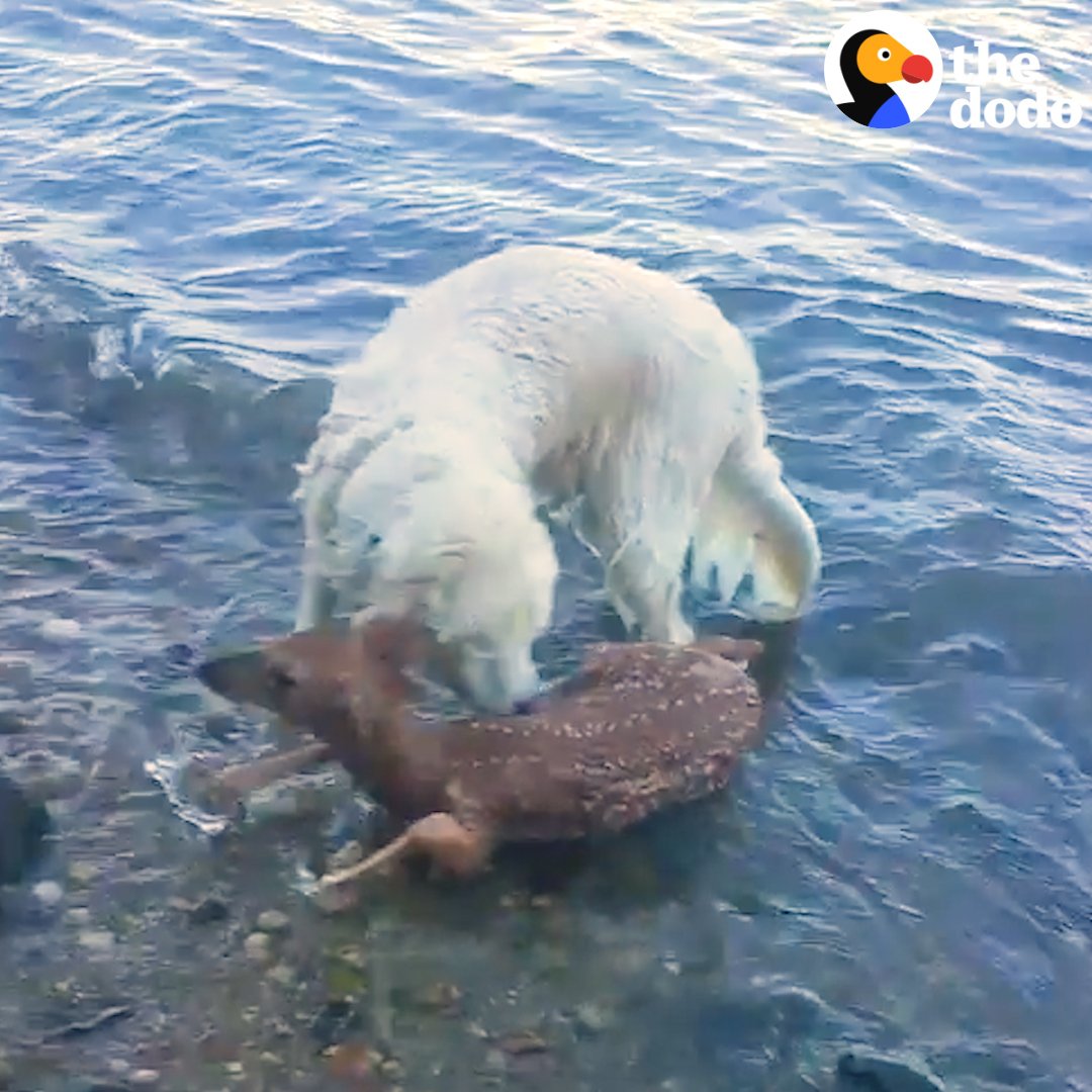 These animals saw friends in danger – and jumped in to save them ❤️