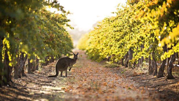 The Limestone Coast refers to a wine zone in the South East of South #Australia. It is an area of unique geology and geography and a landscape of rich soils which contribute to the bold flavour profile of Tesco Limestone Coast Chardonnay. #BehindTheBottle