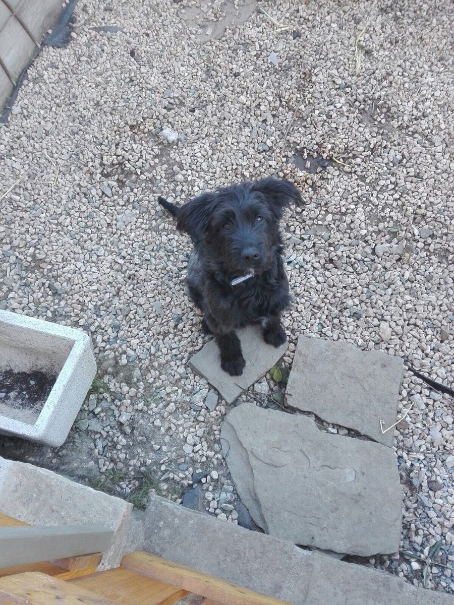 proteanimalmoia's tweet photo. ENS TORNEN AL FREDDY!!
El Freddy és un cadellet de 7o8 mesos.
És molt sociable tant amb gossos com amb persones, qui l’adopti ha d’entendre que com a cadell, s’ha de tenir paciència, i no tornar-lo quan faci alguna cosa que no agradi. 
Esperem que no hagi de tornar a una gàbia😢 https://t.co/bjWqIybJxn