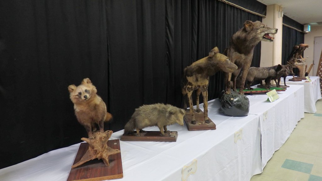 まるるん Ar Twitter 昨日の干支展 剥製が傷みすぎていて泣けた けど 園長のおはなしがあり101計画のことなど聞けてかなり良かった 外ではライオン 牧園長 に食われそうになるなど コウモリや猛禽類のガイド コーンスネークなど ことごとく逃してしまったけど