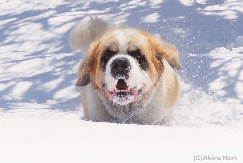 堀 明 Akira Hori V Twitter Akira Hori Finder アルプスのレジェンドに寄せて T Co Dwnfqtyvnd この毛むくじゃらな大型犬の出自は アルプスの山岳救助犬として知られていますが 興味深い伝説が Dog Snowdog Stbernard 犬 セントバーナード
