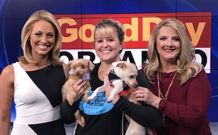 Thank You @Fox35News for featuring Poodle and Pooch Rescue!! PPR President, Rebecca Lynch, brought Winks and Honey to make their TV debut. These two little stinkers stole the show!! pprfl.org