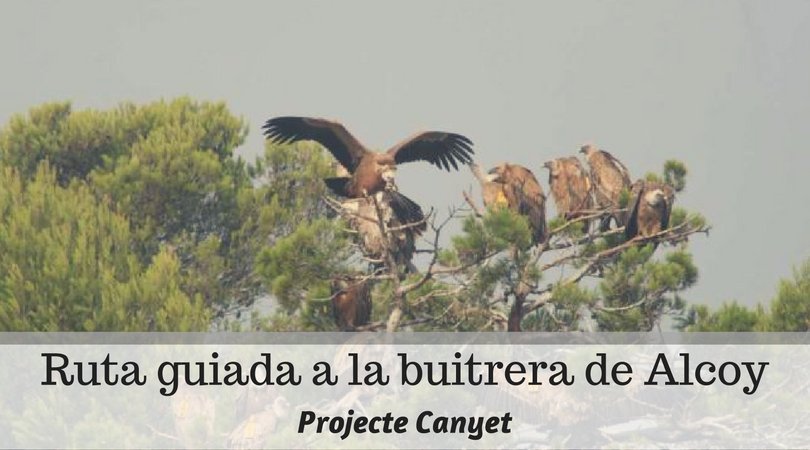 ninosenmochila's tweet photo. Una excursión chula con peques? La #ruta guiada a la buitrera de #Alcoy para conocer el #projectecanyet https://t.co/bkl0tcvlQJ https://t.co/AQA1BMu0NP